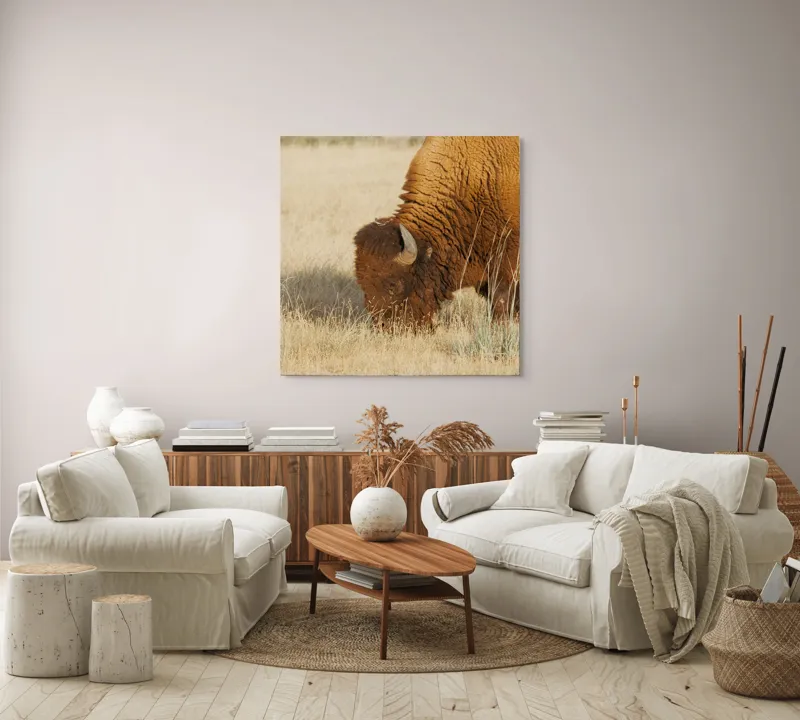 Tablou Canvas, "Bizon pășunând în savana uscată", Bizon, Câmpie, Blană, Corn, Iarbă, 100 x 100 cm – poza 3