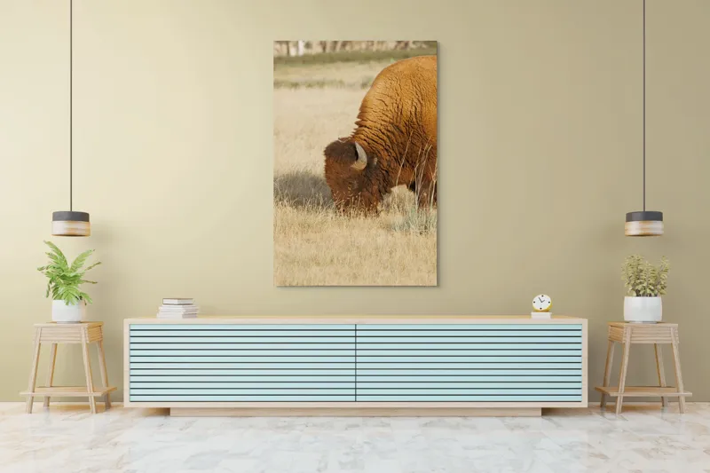 Tablou Canvas, "Bizon pășunând în savana uscată", Bizon, Câmpie, Blană, Corn, Iarbă, 100 x 150 cm – poza 4