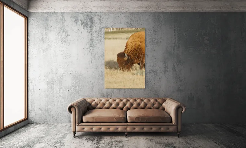 Tablou Canvas, "Bizon pășunând în savana uscată", Bizon, Câmpie, Blană, Corn, Iarbă, 100 x 150 cm – poza 6