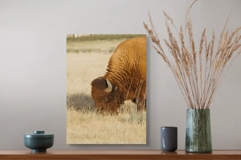 Tablou Canvas, "Bizon pășunând în savana uscată", Bizon, Câmpie, Blană, Corn, Iarbă, 39 x 54 cm – poza 3