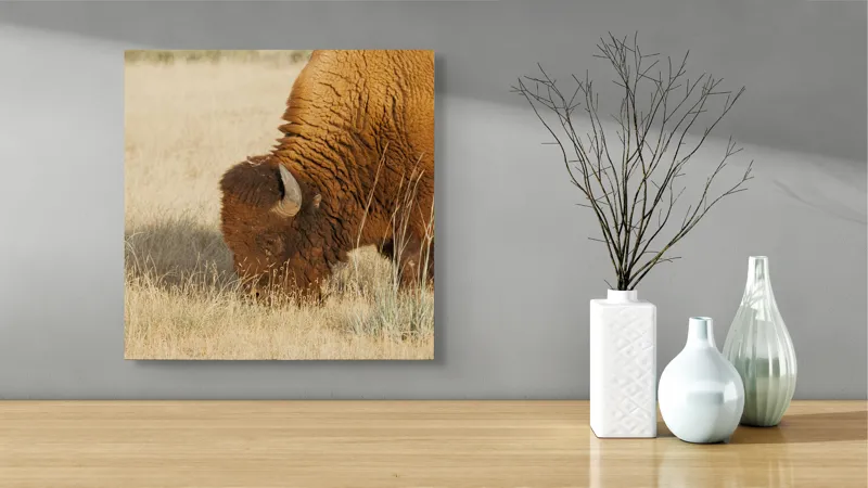 Tablou Canvas, "Bizon pășunând în savana uscată", Bizon, Câmpie, Blană, Corn, Iarbă, 50 x 50 cm – poza 3