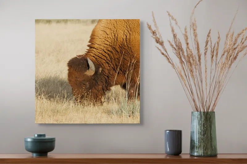 Tablou Canvas, "Bizon pășunând în savana uscată", Bizon, Câmpie, Blană, Corn, Iarbă, 50 x 50 cm – poza 4