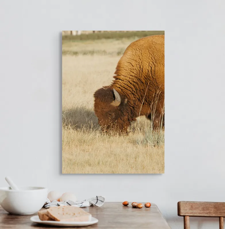 Tablou Canvas, "Bizon pășunând în savana uscată", Bizon, Câmpie, Blană, Corn, Iarbă, 50 x 70 cm – poza 3