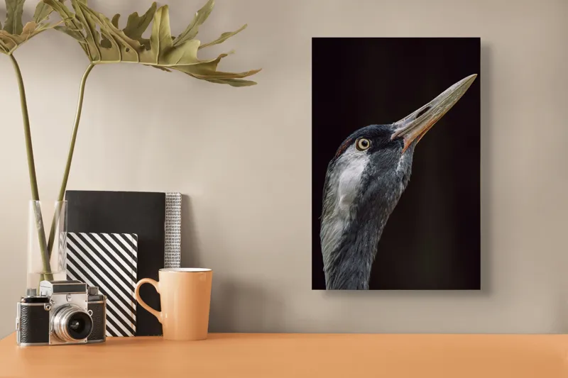 Tablou Canvas, "Grațiozitatea zborului privită de aproape", Pasăre, Profil, Penaj, Ochi, Cioc, Elegant, Întuneric, Contrast., 26 x 39 cm – poza 3