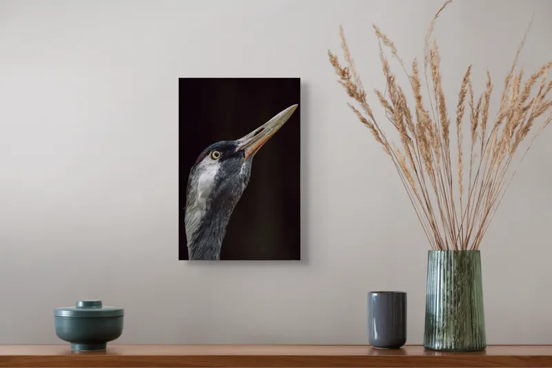 Tablou Canvas, "Grațiozitatea zborului privită de aproape", Pasăre, Profil, Penaj, Ochi, Cioc, Elegant, Întuneric, Contrast., 26 x 39 cm – poza 5