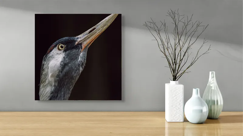 Tablou Canvas, "Grațiozitatea zborului privită de aproape", Pasăre, Profil, Penaj, Ochi, Cioc, Elegant, Întuneric, Contrast., 50 x 50 cm – poza 3