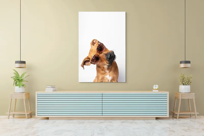 Tablou Canvas, "Câine cu ochelari de soare eleganți", Câine, Ochelari, Maro, Urechi, Înclinat, Fundal, Alb, Expresiv, Haioasă, 100 x 150 cm – poza 4