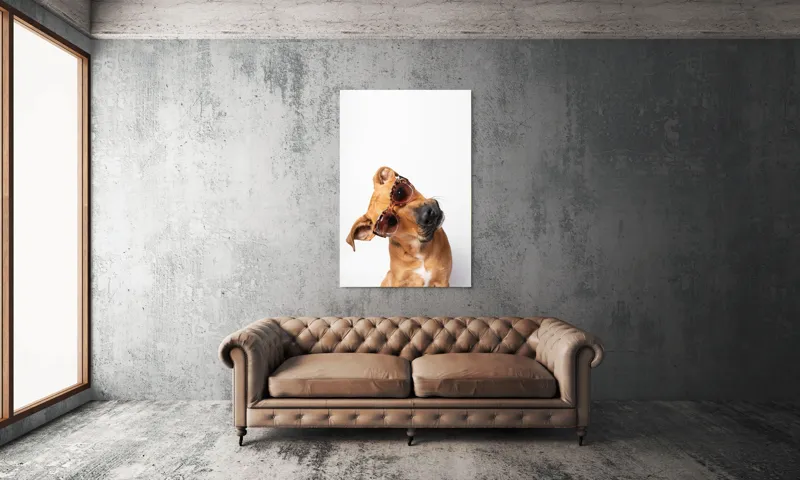 Tablou Canvas, "Câine cu ochelari de soare eleganți", Câine, Ochelari, Maro, Urechi, Înclinat, Fundal, Alb, Expresiv, Haioasă, 100 x 150 cm – poza 6