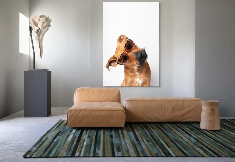 Tablou Canvas, "Câine cu ochelari de soare eleganți", Câine, Ochelari, Maro, Urechi, Înclinat, Fundal, Alb, Expresiv, Haioasă, 100 x 150 cm – poza 7