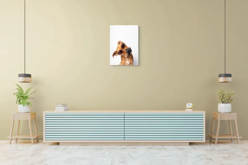 Tablou Canvas, "Câine cu ochelari de soare eleganți", Câine, Ochelari, Maro, Urechi, Înclinat, Fundal, Alb, Expresiv, Haioasă, 50 x 70 cm – poza 6