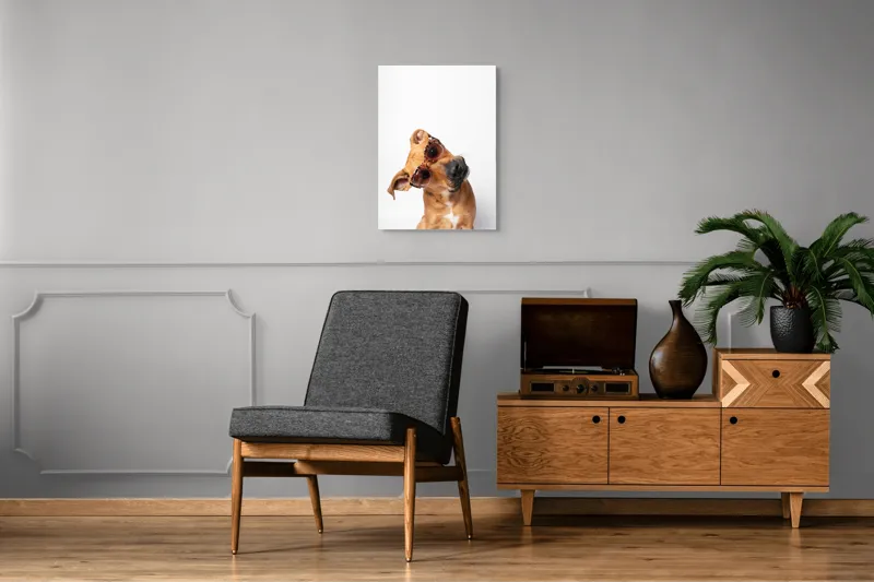 Tablou Canvas, "Câine cu ochelari de soare eleganți", Câine, Ochelari, Maro, Urechi, Înclinat, Fundal, Alb, Expresiv, Haioasă, 50 x 70 cm – poza 8