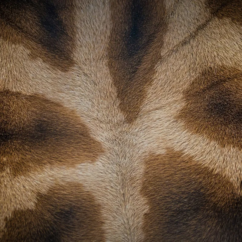Tablou Canvas, "Model de blană fascinantă a girafei", Piele, Pattern, Maro, Giraffe, Textură, 100 x 100 cm – poza 2