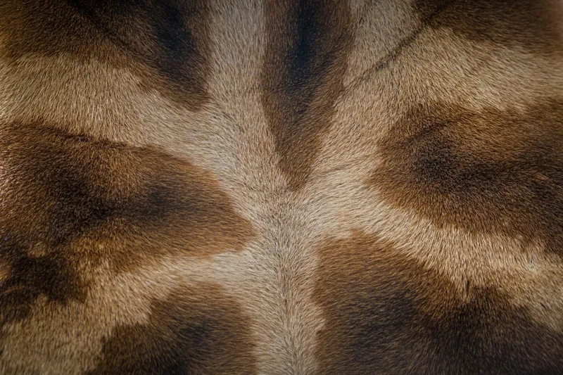 Tablou Canvas, "Model de blană fascinantă a girafei", Piele, Pattern, Maro, Giraffe, Textură, 39 x 26 cm – poza 2