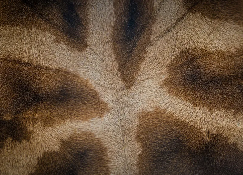 Tablou Canvas, "Model de blană fascinantă a girafei", Piele, Pattern, Maro, Giraffe, Textură, 54 x 39 cm – poza 2
