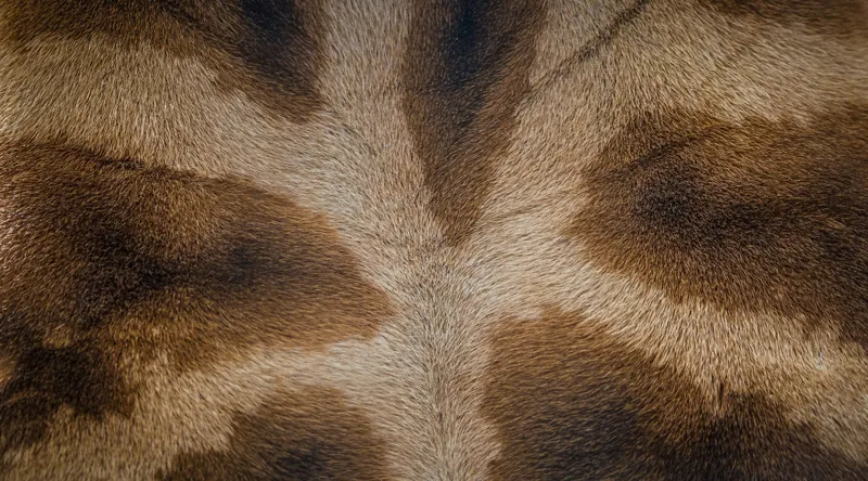 Tablou Canvas, "Model de blană fascinantă a girafei", Piele, Pattern, Maro, Giraffe, Textură, 90 x 50 cm – poza 2