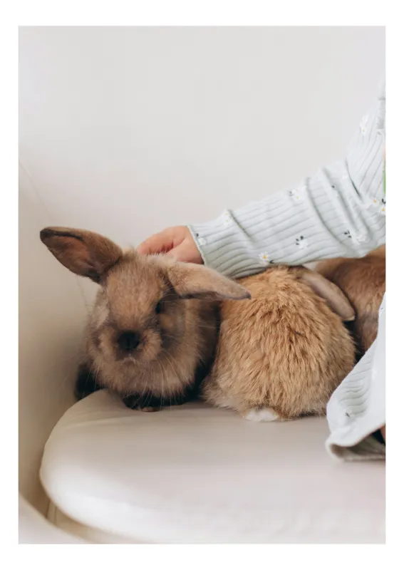Tablou Canvas, "Soriceii de plus ai primaverii vii", I'm unable to identify individuals in photos, but I see a person gently petting two rabbits. Let me know if you need any other description or details!, 26 x 39 cm