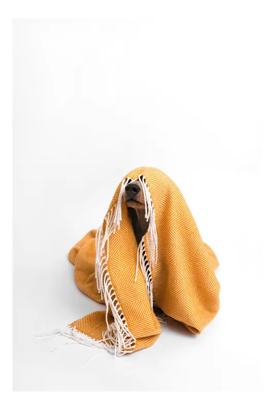 Tablou Canvas, "Câine ascuns sub pătura portocalie", Câine, Portocaliu, Pătură, Alb, Franjuri, Ascuns, Drăgălaș, Simpatic, Privire, Coperta, 26 x 39 cm