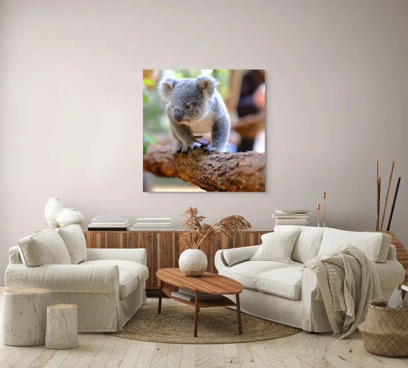 Tablou Canvas, "Puiul de koala pe creangă sigură", Koala, Ramură, Blană, Frunze, Natură, Urechi, Lemn, Drăgălaș, Explorare, Mic., 100 x 100 cm – poza 3