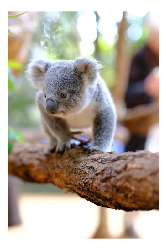 Tablou Canvas, "Puiul de koala pe creangă sigură", Koala, Ramură, Blană, Frunze, Natură, Urechi, Lemn, Drăgălaș, Explorare, Mic., 26 x 39 cm