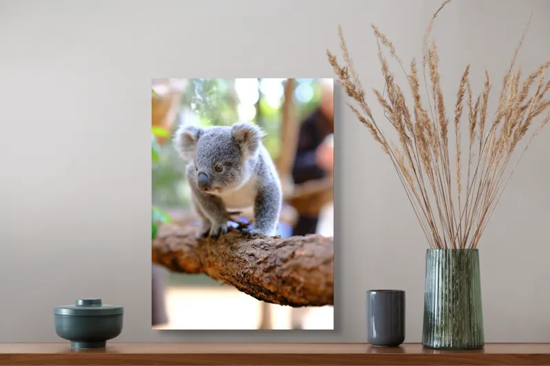 Tablou Canvas, "Puiul de koala pe creangă sigură", Koala, Ramură, Blană, Frunze, Natură, Urechi, Lemn, Drăgălaș, Explorare, Mic., 39 x 54 cm – poza 3