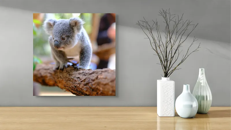 Tablou Canvas, "Puiul de koala pe creangă sigură", Koala, Ramură, Blană, Frunze, Natură, Urechi, Lemn, Drăgălaș, Explorare, Mic., 50 x 50 cm – poza 3