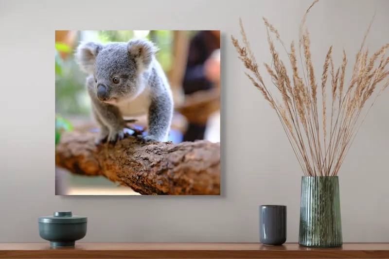 Tablou Canvas, "Puiul de koala pe creangă sigură", Koala, Ramură, Blană, Frunze, Natură, Urechi, Lemn, Drăgălaș, Explorare, Mic., 50 x 50 cm – poza 4
