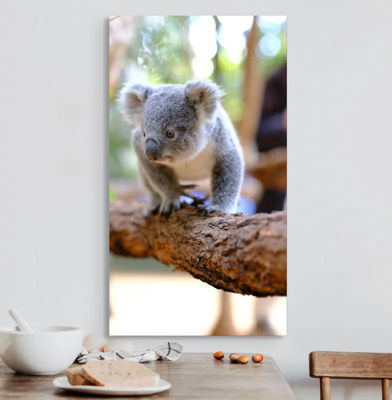 Tablou Canvas, "Puiul de koala pe creangă sigură", Koala, Ramură, Blană, Frunze, Natură, Urechi, Lemn, Drăgălaș, Explorare, Mic., 50 x 90 cm – poza 3