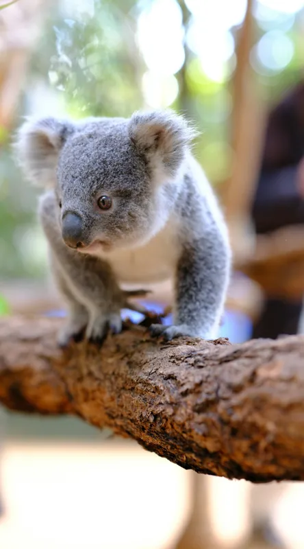 Tablou Canvas, "Puiul de koala pe creangă sigură", Koala, Ramură, Blană, Frunze, Natură, Urechi, Lemn, Drăgălaș, Explorare, Mic., 50 x 90 cm – poza 2