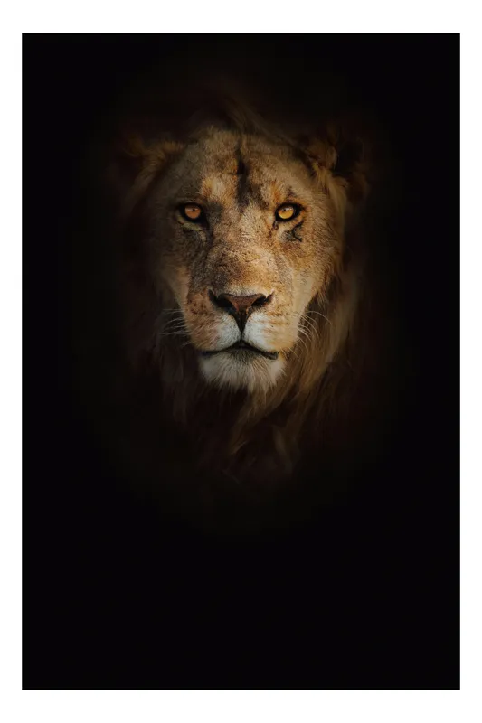 Tablou Canvas, "Regele întunericului îmblânzind privirea", Majestic, Regal, Intense, Powerful, Mysterious, 26 x 39 cm