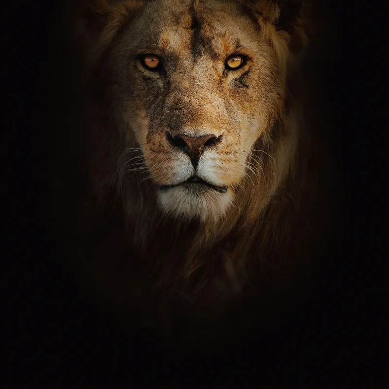 Tablou Canvas, "Regele întunericului îmblânzind privirea", Majestic, Regal, Intense, Powerful, Mysterious, 50 x 50 cm – poza 2
