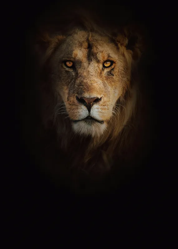 Tablou Canvas, "Regele întunericului îmblânzind privirea", Majestic, Regal, Intense, Powerful, Mysterious, 50 x 70 cm – poza 2