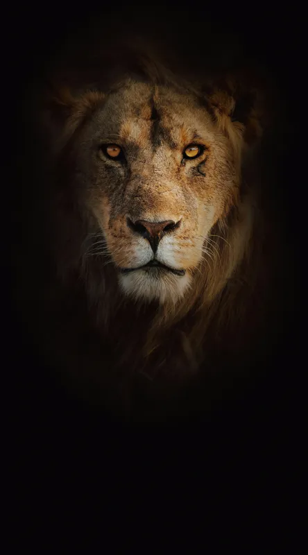 Tablou Canvas, "Regele întunericului îmblânzind privirea", Majestic, Regal, Intense, Powerful, Mysterious, 50 x 90 cm – poza 2