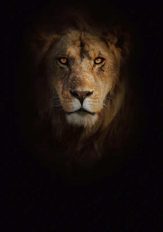 Tablou Canvas, "Regele întunericului îmblânzind privirea", Majestic, Regal, Intense, Powerful, Mysterious, 70 x 100 cm – poza 2