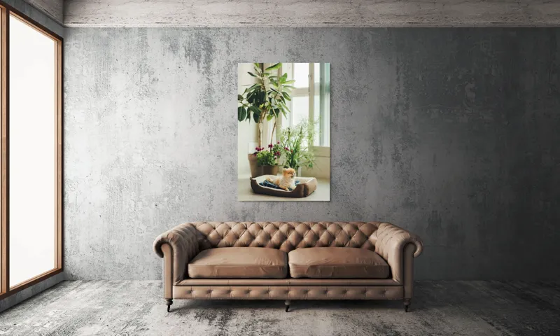 Tablou Canvas, "Cățel fericit în culcușul lui confortabil", Plante, Fereastră, Cățeluș, Relaxare, Lumină, Ghiveci, Interior, Verdeață., 100 x 150 cm – poza 6