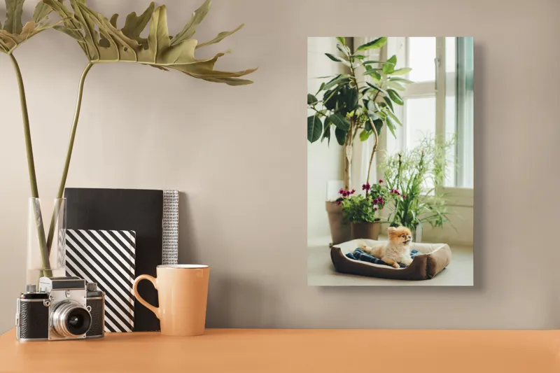 Tablou Canvas, "Cățel fericit în culcușul lui confortabil", Plante, Fereastră, Cățeluș, Relaxare, Lumină, Ghiveci, Interior, Verdeață., 26 x 39 cm – poza 3