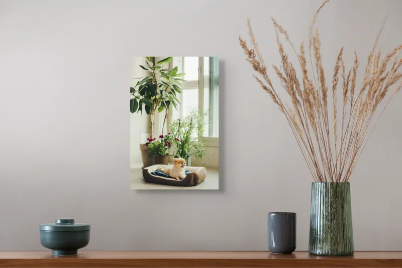 Tablou Canvas, "Cățel fericit în culcușul lui confortabil", Plante, Fereastră, Cățeluș, Relaxare, Lumină, Ghiveci, Interior, Verdeață., 26 x 39 cm – poza 5