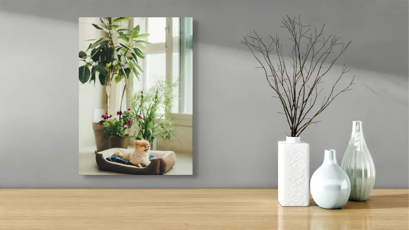 Tablou Canvas, "Cățel fericit în culcușul lui confortabil", Plante, Fereastră, Cățeluș, Relaxare, Lumină, Ghiveci, Interior, Verdeață., 39 x 54 cm – poza 4