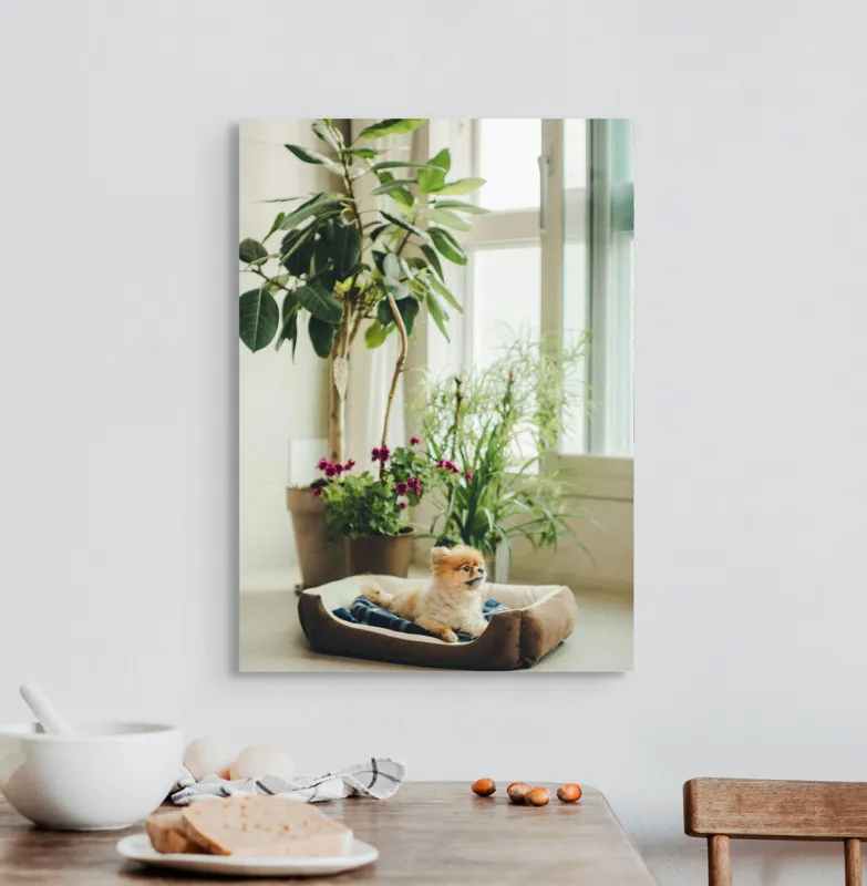 Tablou Canvas, "Cățel fericit în culcușul lui confortabil", Plante, Fereastră, Cățeluș, Relaxare, Lumină, Ghiveci, Interior, Verdeață., 50 x 70 cm – poza 3