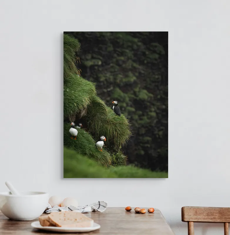 Tablou Canvas, "Puffini pe stâncile verzi din larg", Puffini, Stâncă, Vegetație, Verde, Pene, Natură, Acvatic, Cuibărire, 50 x 70 cm – poza 3