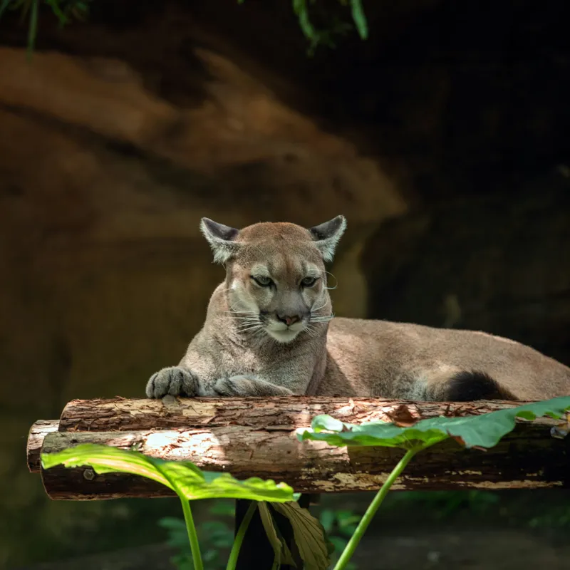Tablou Canvas, "Puma odihnindu-se pe trunchi de copac", Pumă, Stând, Odihnă, Trunchi, Vegetație, Natură, Felină, Blană, Frunze, Umbră, 100 x 100 cm – poza 2