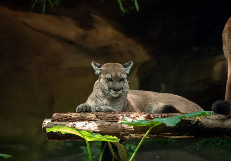 Tablou Canvas, "Puma odihnindu-se pe trunchi de copac", Pumă, Stând, Odihnă, Trunchi, Vegetație, Natură, Felină, Blană, Frunze, Umbră, 100 x 70 cm – poza 2