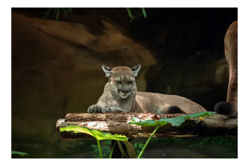 Tablou Canvas, "Puma odihnindu-se pe trunchi de copac", Pumă, Stând, Odihnă, Trunchi, Vegetație, Natură, Felină, Blană, Frunze, Umbră, 150 x 100 cm