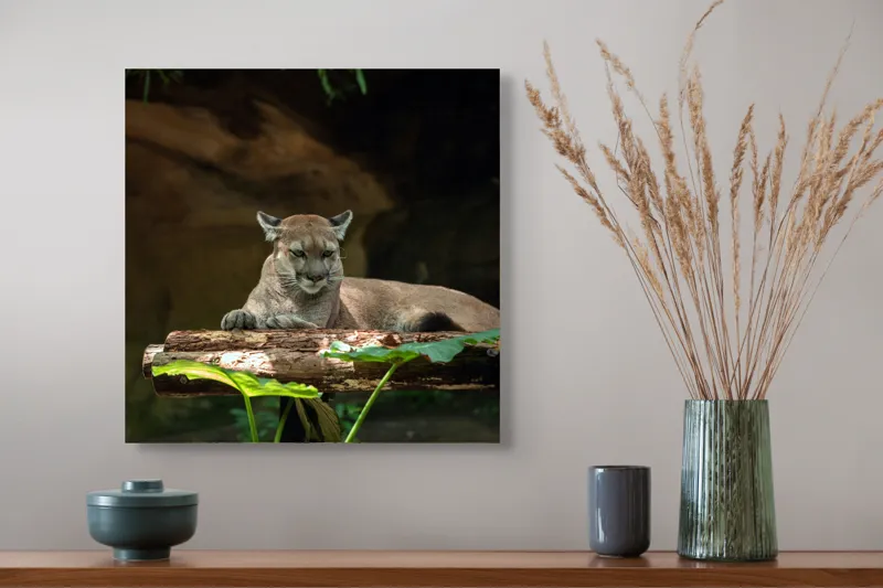 Tablou Canvas, "Puma odihnindu-se pe trunchi de copac", Pumă, Stând, Odihnă, Trunchi, Vegetație, Natură, Felină, Blană, Frunze, Umbră, 50 x 50 cm – poza 4
