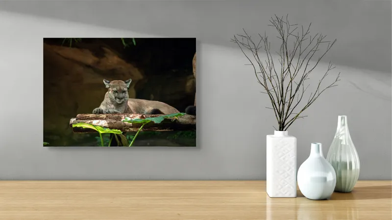 Tablou Canvas, "Puma odihnindu-se pe trunchi de copac", Pumă, Stând, Odihnă, Trunchi, Vegetație, Natură, Felină, Blană, Frunze, Umbră, 54 x 39 cm – poza 3