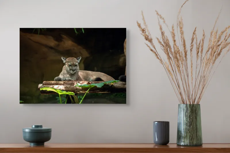 Tablou Canvas, "Puma odihnindu-se pe trunchi de copac", Pumă, Stând, Odihnă, Trunchi, Vegetație, Natură, Felină, Blană, Frunze, Umbră, 54 x 39 cm – poza 4