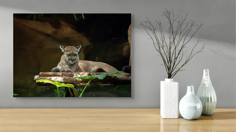 Tablou Canvas, "Puma odihnindu-se pe trunchi de copac", Pumă, Stând, Odihnă, Trunchi, Vegetație, Natură, Felină, Blană, Frunze, Umbră, 70 x 50 cm – poza 3