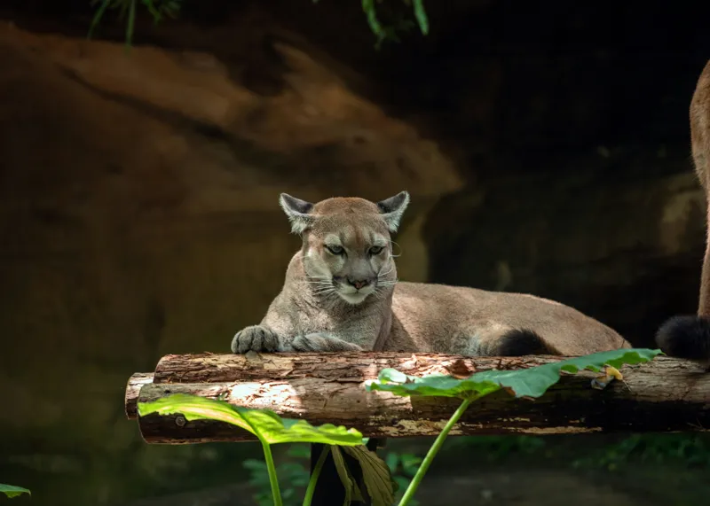 Tablou Canvas, "Puma odihnindu-se pe trunchi de copac", Pumă, Stând, Odihnă, Trunchi, Vegetație, Natură, Felină, Blană, Frunze, Umbră, 70 x 50 cm – poza 2