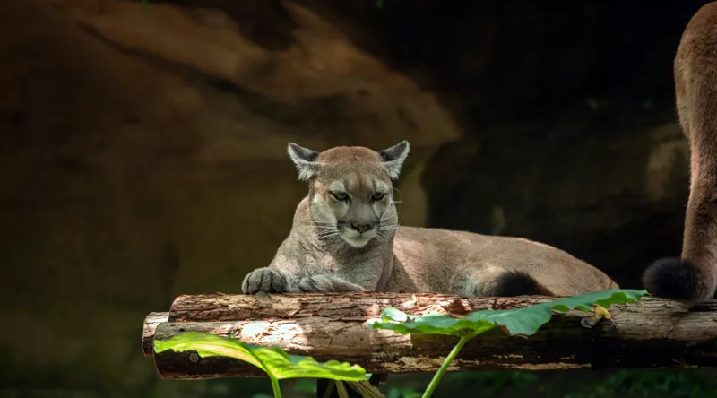 Tablou Canvas, "Puma odihnindu-se pe trunchi de copac", Pumă, Stând, Odihnă, Trunchi, Vegetație, Natură, Felină, Blană, Frunze, Umbră, 90 x 50 cm – poza 2