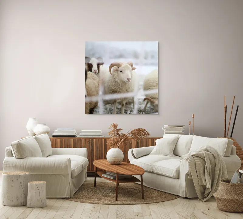 Tablou Canvas, "Oile odihnesc în zăpadă liniștită", Oi, Zăpadă, Țarcuri, Iarnă, Blană, Coarne, Peisaj, Frig, Animale, Câmp, 100 x 100 cm – poza 3