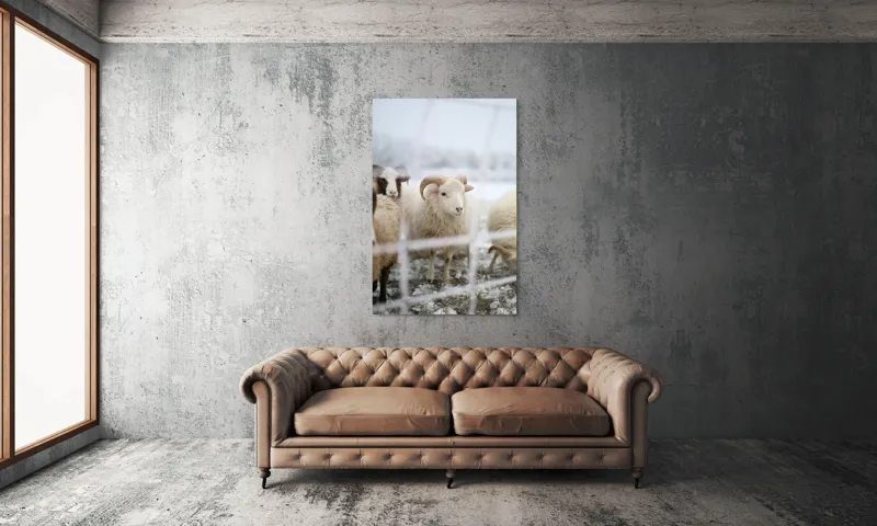 Tablou Canvas, "Oile odihnesc în zăpadă liniștită", Oi, Zăpadă, Țarcuri, Iarnă, Blană, Coarne, Peisaj, Frig, Animale, Câmp, 100 x 150 cm – poza 6